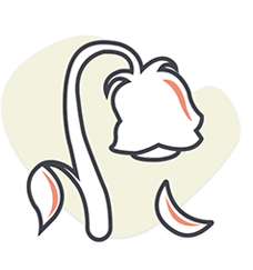 Dysfonction érectile